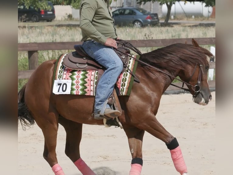 American Quarter Horse Wallach 9 Jahre 151 cm Fuchs in Schildow