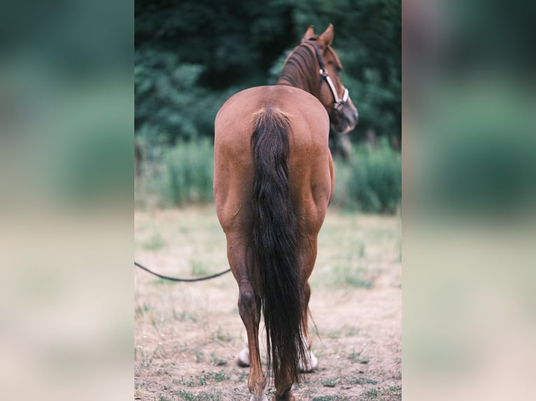 American Quarter Horse Wallach 9 Jahre 151 cm Fuchs in Schildow