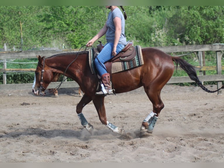 American Quarter Horse Wallach 9 Jahre 151 cm Fuchs in Schildow