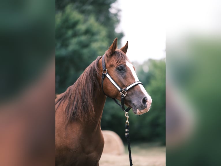 American Quarter Horse Wallach 9 Jahre 151 cm Fuchs in Schildow