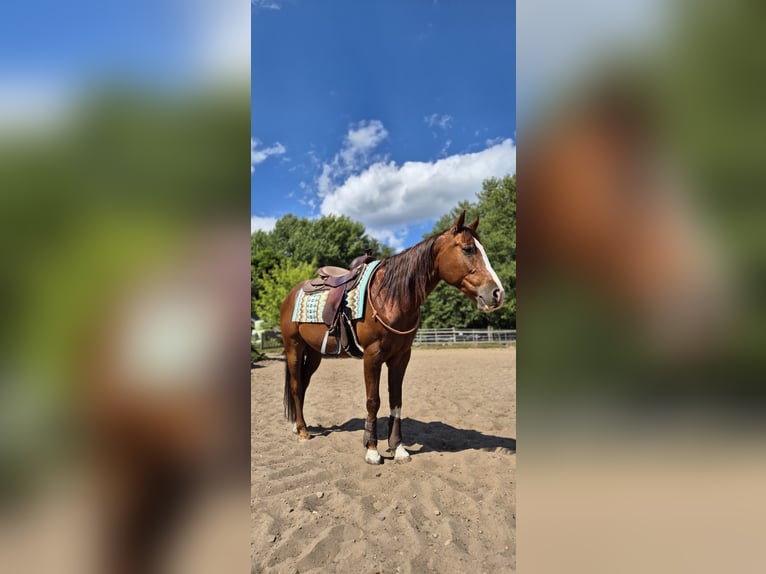 American Quarter Horse Wallach 9 Jahre 151 cm Fuchs in Schildow
