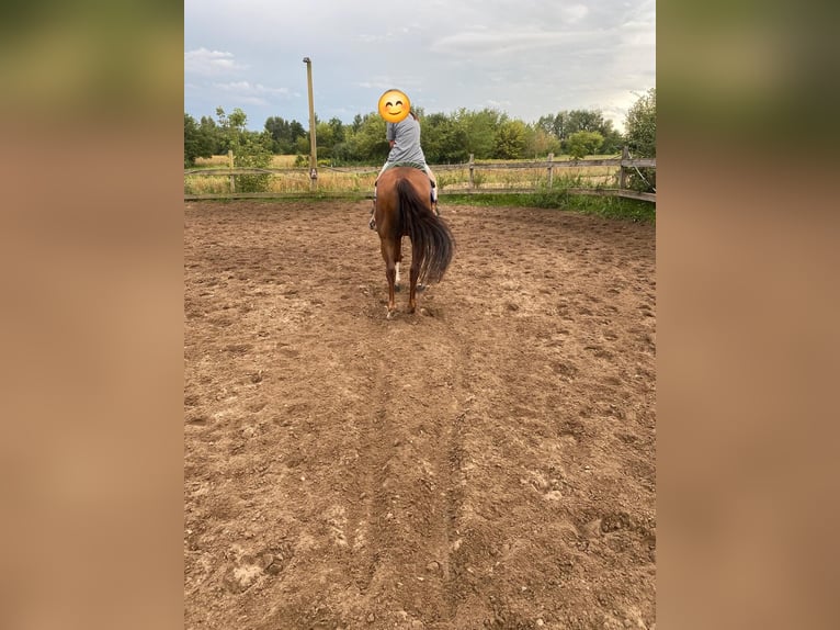 American Quarter Horse Wallach 9 Jahre 151 cm Fuchs in Schildow
