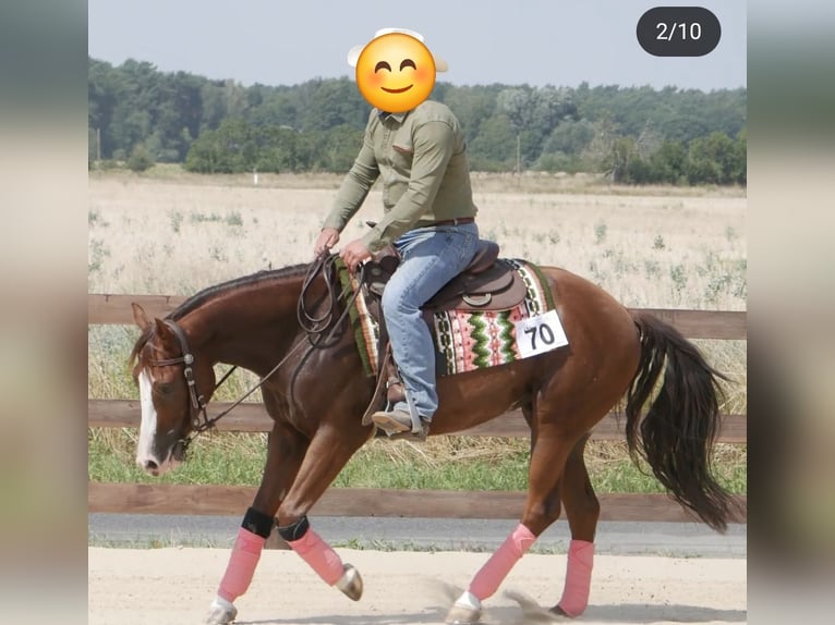 American Quarter Horse Wallach 9 Jahre 151 cm Fuchs in Schildow