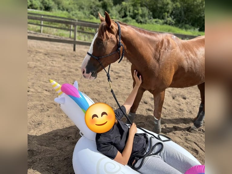 American Quarter Horse Wallach 9 Jahre 151 cm Fuchs in Schildow