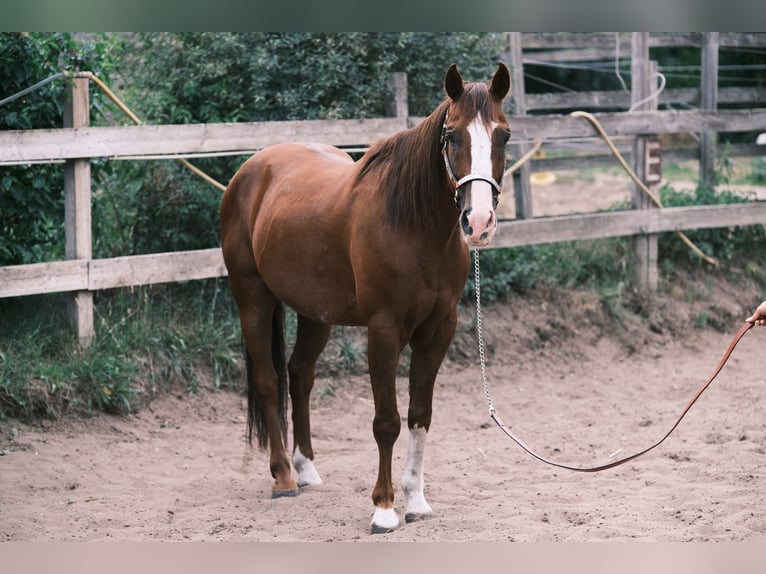 American Quarter Horse Wallach 9 Jahre 151 cm Fuchs in Schildow