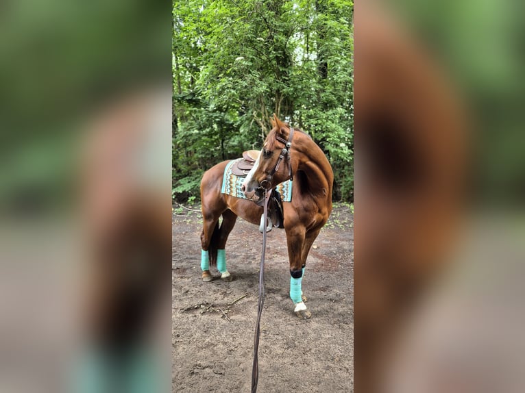 American Quarter Horse Wallach 9 Jahre 151 cm Fuchs in Schildow