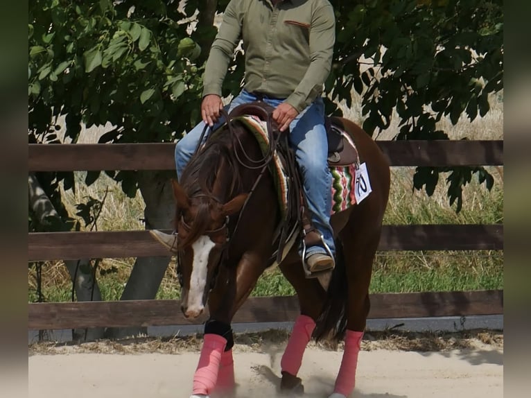 American Quarter Horse Wallach 9 Jahre 151 cm Fuchs in Schildow