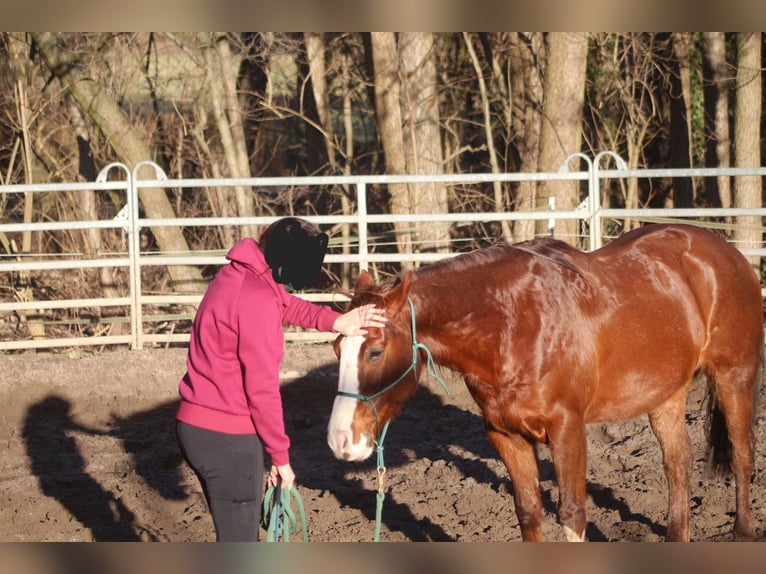American Quarter Horse Wallach 9 Jahre 151 cm Fuchs in Schildow