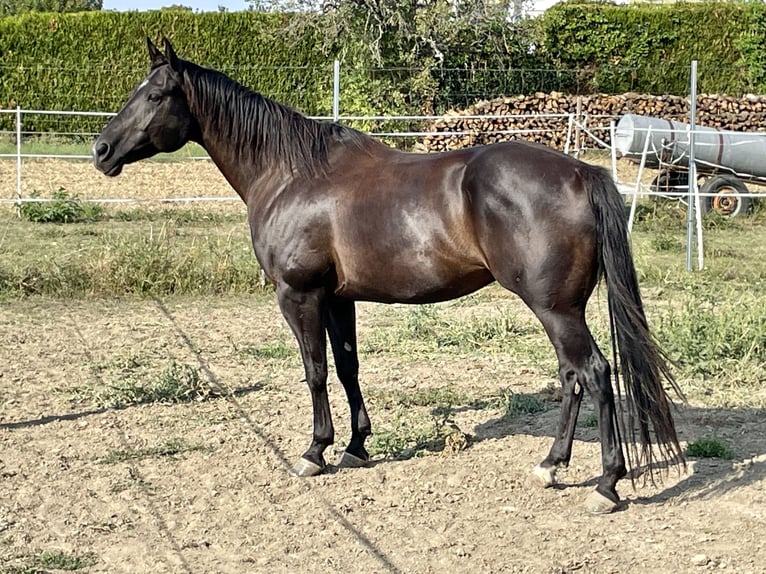 American Quarter Horse Wallach 9 Jahre 151 cm Rappe in Oslip / Uzlop