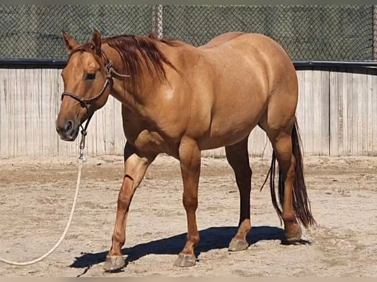 American Quarter Horse Wallach 9 Jahre 151 cm Red Dun in Kerken