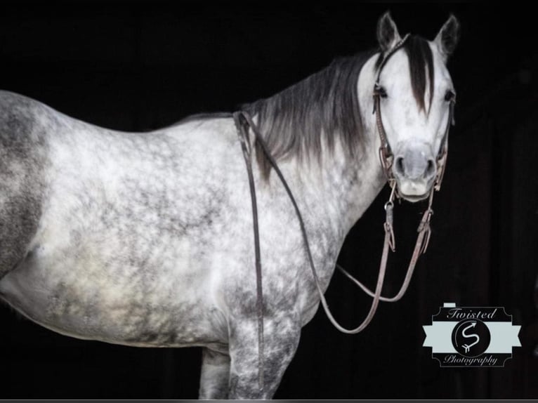 American Quarter Horse Wallach 9 Jahre 152 cm Apfelschimmel in Hardinsburg IN