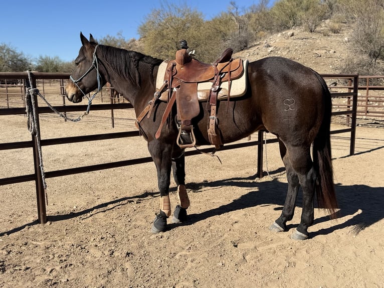 American Quarter Horse Wallach 9 Jahre 152 cm Brauner in Kimberly