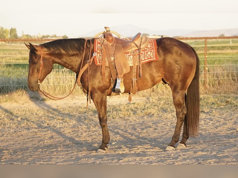 American Quarter Horse Wallach 9 Jahre 152 cm Brauner in Kimberly