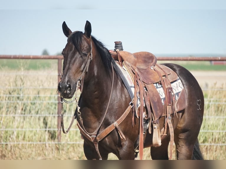 American Quarter Horse Wallach 9 Jahre 152 cm Brauner in Kimberly