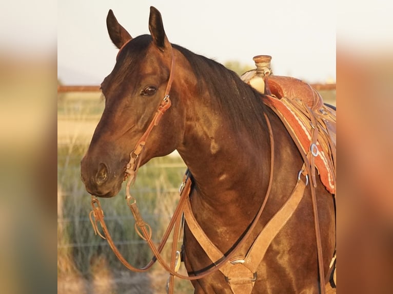 American Quarter Horse Wallach 9 Jahre 152 cm Brauner in Kimberly