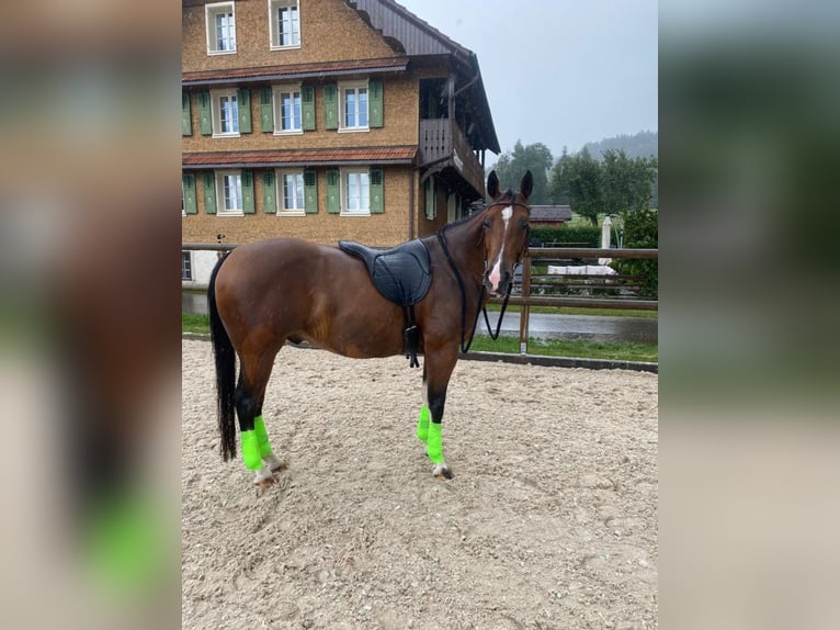 American Quarter Horse Wallach 9 Jahre 152 cm Brauner in Ebnet