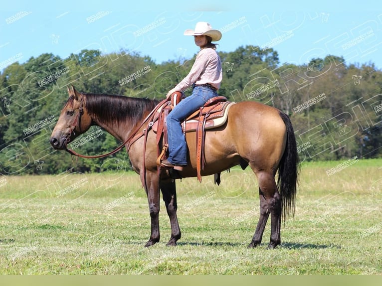 American Quarter Horse Wallach 9 Jahre 152 cm Buckskin in Clarion, PA