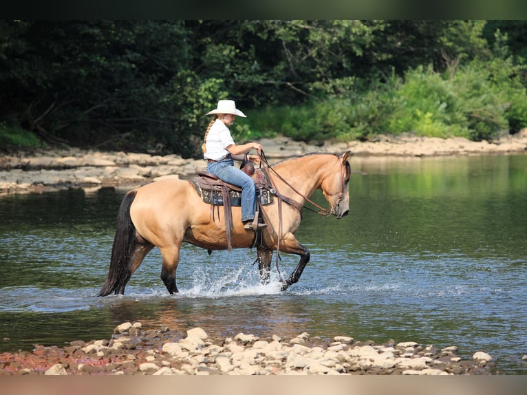 American Quarter Horse Wallach 9 Jahre 152 cm Buckskin in Clarion