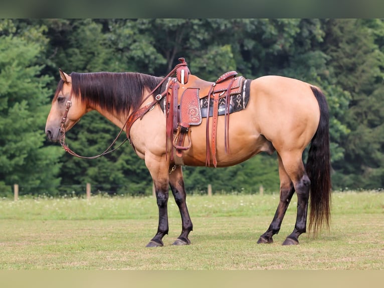 American Quarter Horse Wallach 9 Jahre 152 cm Buckskin in Clarion