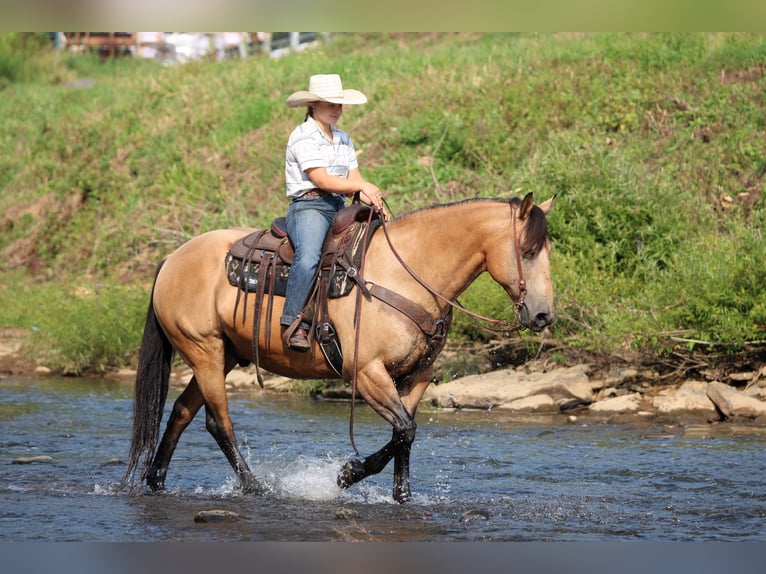 American Quarter Horse Wallach 9 Jahre 152 cm Buckskin in Clarion