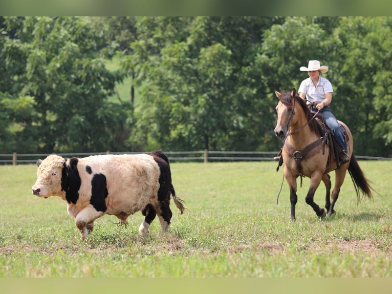 American Quarter Horse Wallach 9 Jahre 152 cm Buckskin in Clarion