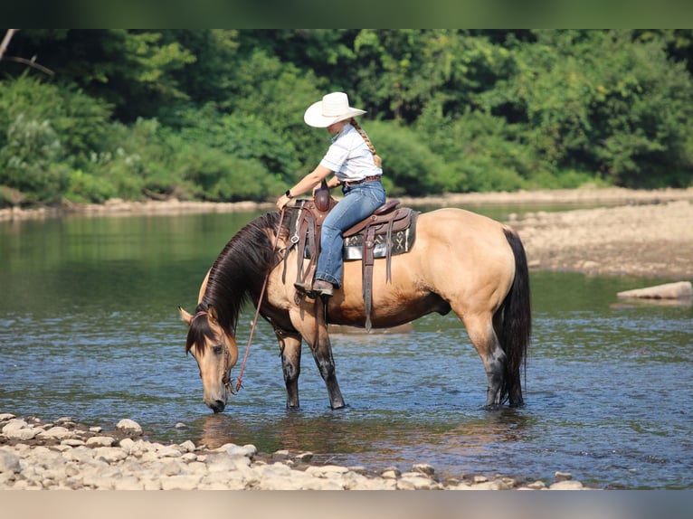 American Quarter Horse Wallach 9 Jahre 152 cm Buckskin in Clarion