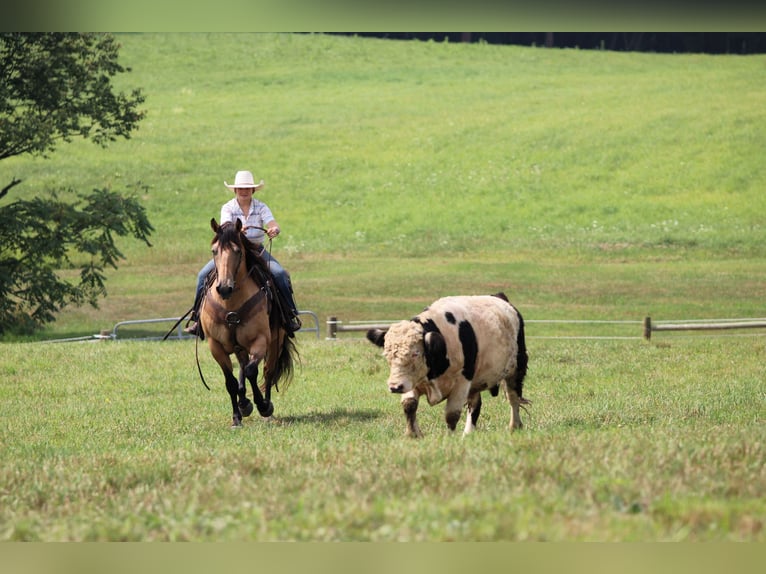 American Quarter Horse Wallach 9 Jahre 152 cm Buckskin in Clarion