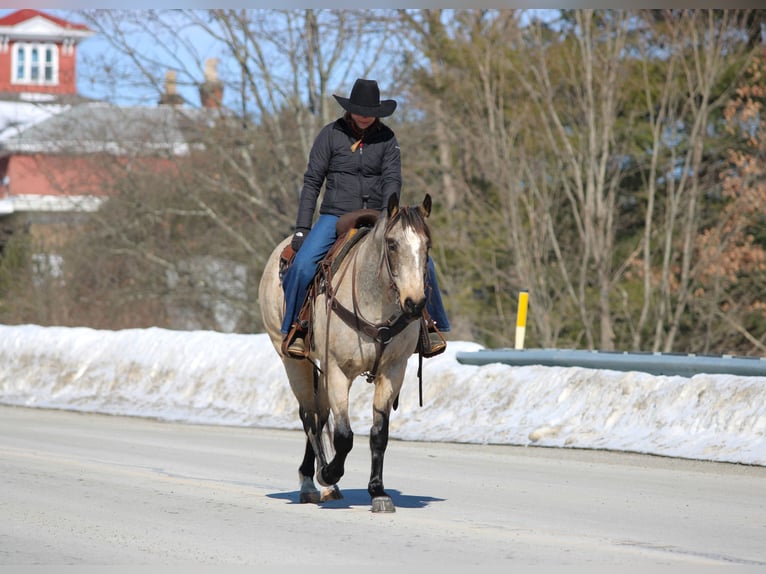 American Quarter Horse Wallach 9 Jahre 152 cm Buckskin in Clarion