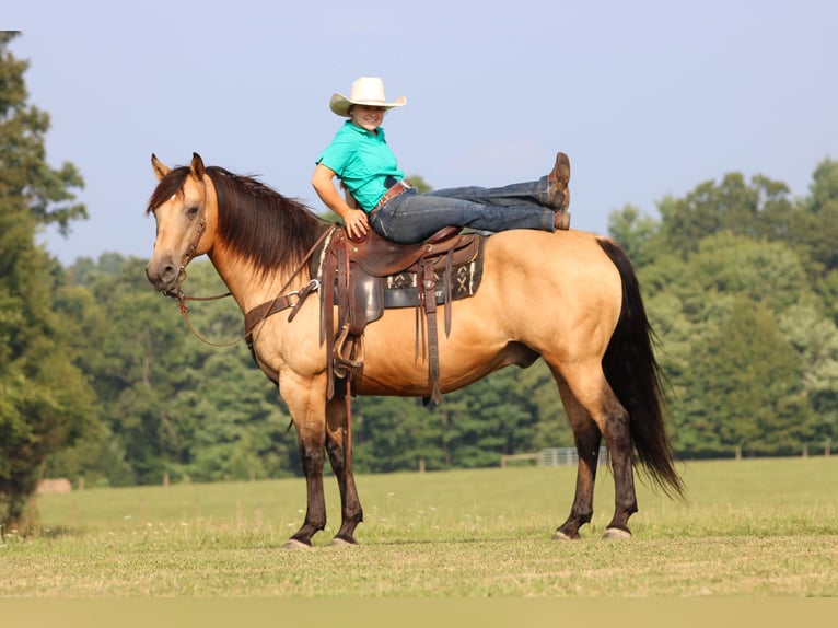 American Quarter Horse Wallach 9 Jahre 152 cm Buckskin in Clarion