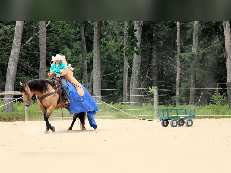 American Quarter Horse Wallach 9 Jahre 152 cm Buckskin in Clarion