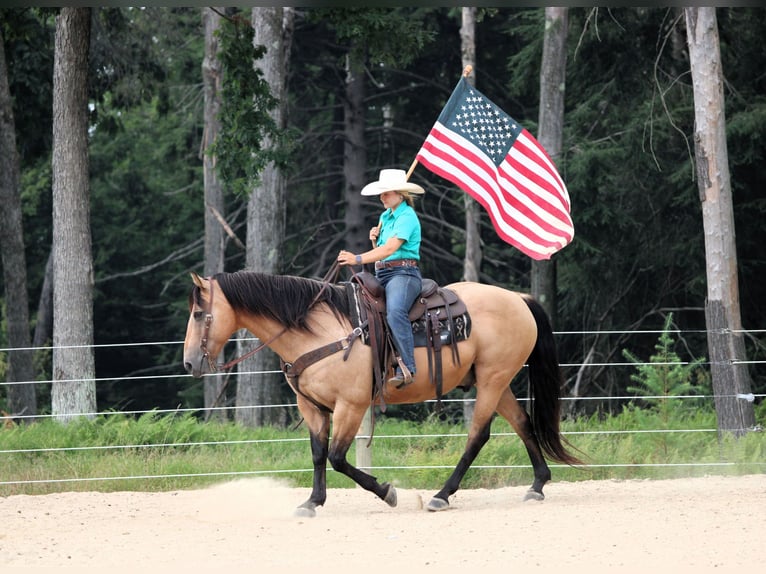 American Quarter Horse Wallach 9 Jahre 152 cm Buckskin in Clarion