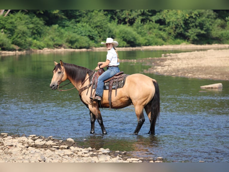 American Quarter Horse Wallach 9 Jahre 152 cm Buckskin in Clarion