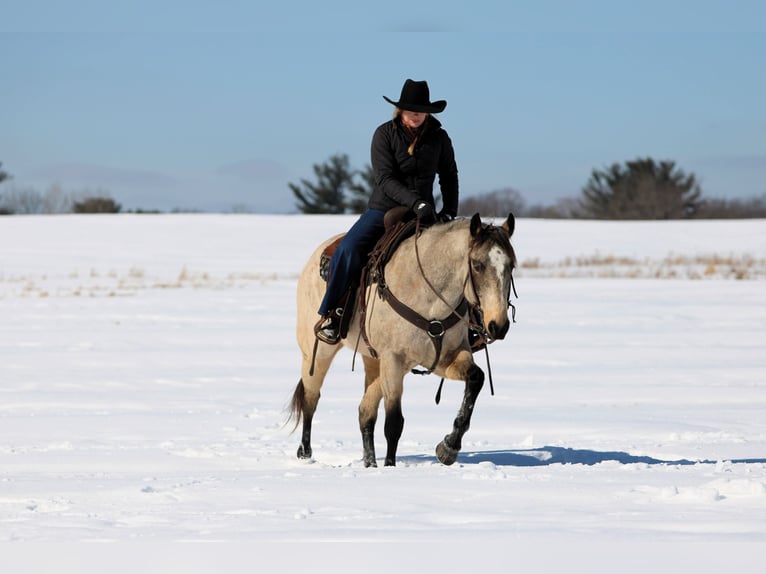 American Quarter Horse Wallach 9 Jahre 152 cm Buckskin in Clarion