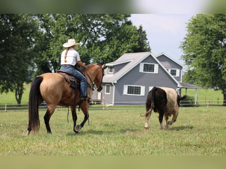American Quarter Horse Wallach 9 Jahre 152 cm Buckskin in Clarion