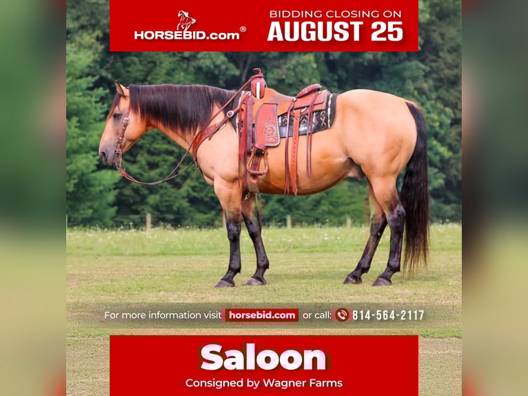 American Quarter Horse Wallach 9 Jahre 152 cm Buckskin in Clarion