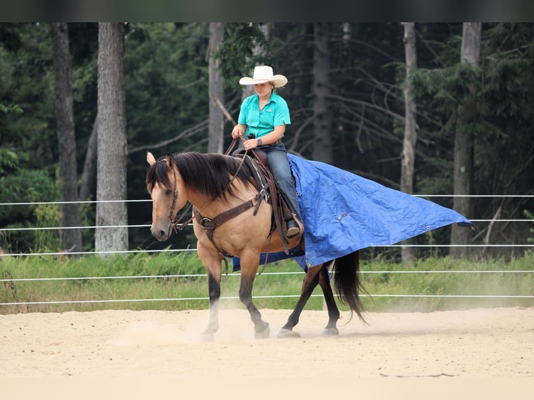 American Quarter Horse Wallach 9 Jahre 152 cm Buckskin in Clarion