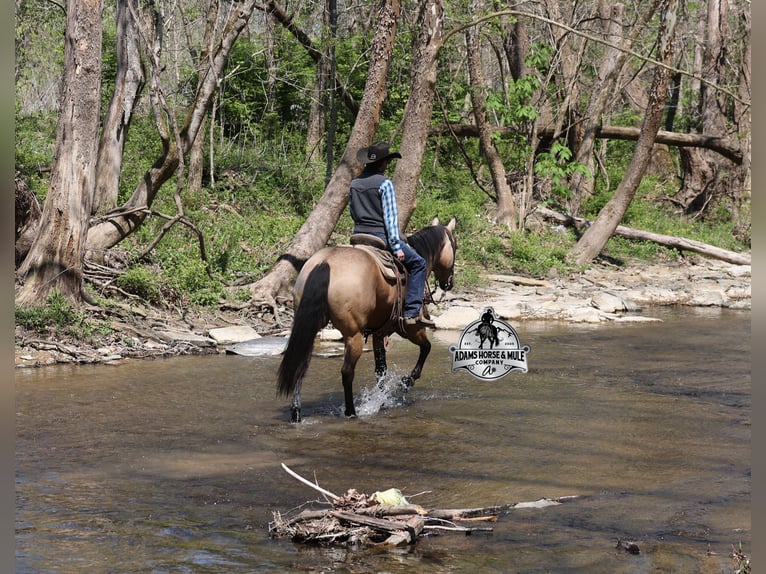 American Quarter Horse Wallach 9 Jahre 152 cm Buckskin in Mount Vernon