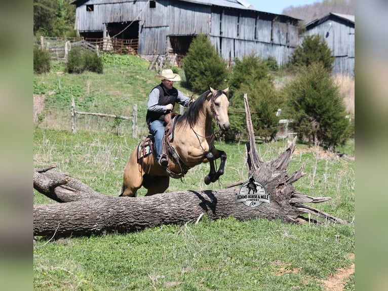 American Quarter Horse Wallach 9 Jahre 152 cm Buckskin in Mount Vernon