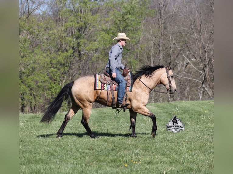 American Quarter Horse Wallach 9 Jahre 152 cm Buckskin in Mount Vernon