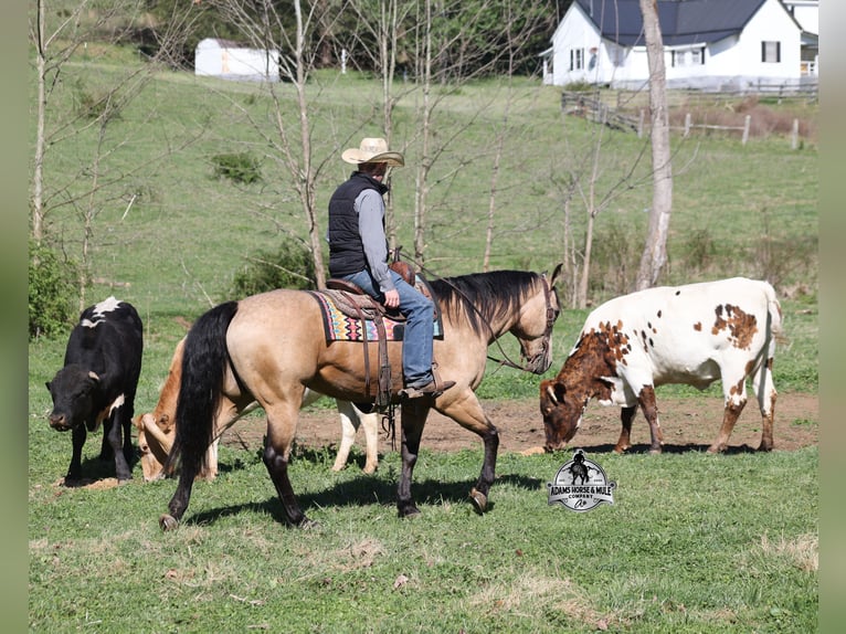 American Quarter Horse Wallach 9 Jahre 152 cm Buckskin in Mount Vernon