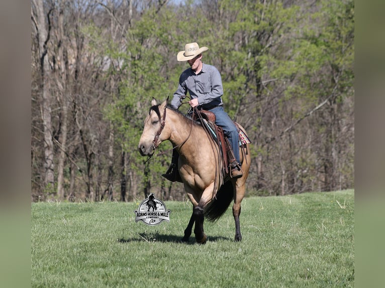 American Quarter Horse Wallach 9 Jahre 152 cm Buckskin in Mount Vernon
