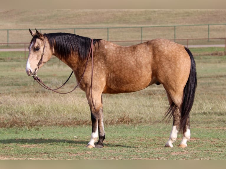 American Quarter Horse Wallach 9 Jahre 152 cm Buckskin in Joshua TX