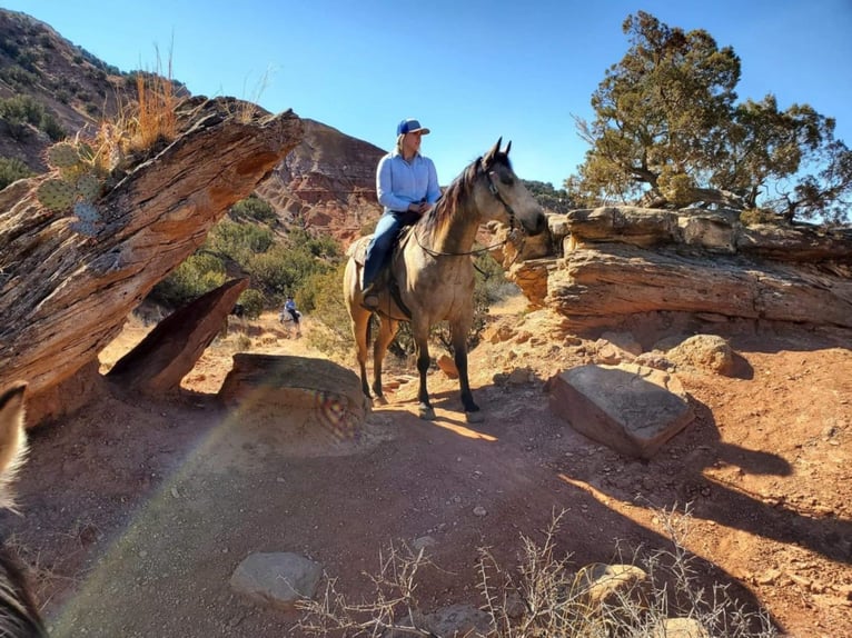 American Quarter Horse Wallach 9 Jahre 152 cm Buckskin in Libson IA