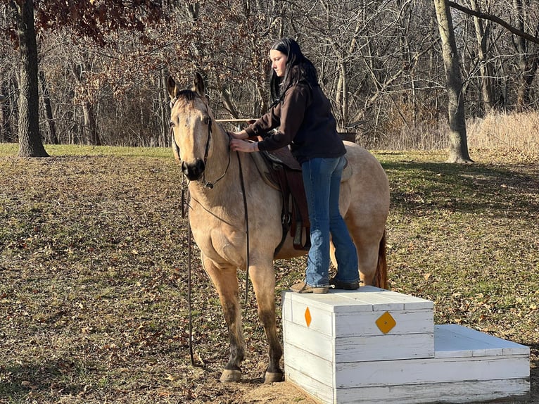 American Quarter Horse Wallach 9 Jahre 152 cm Buckskin in Lisbon IA