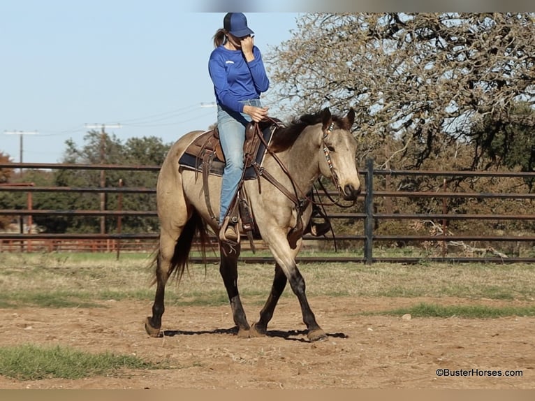 American Quarter Horse Wallach 9 Jahre 152 cm Buckskin in Weatherford TX