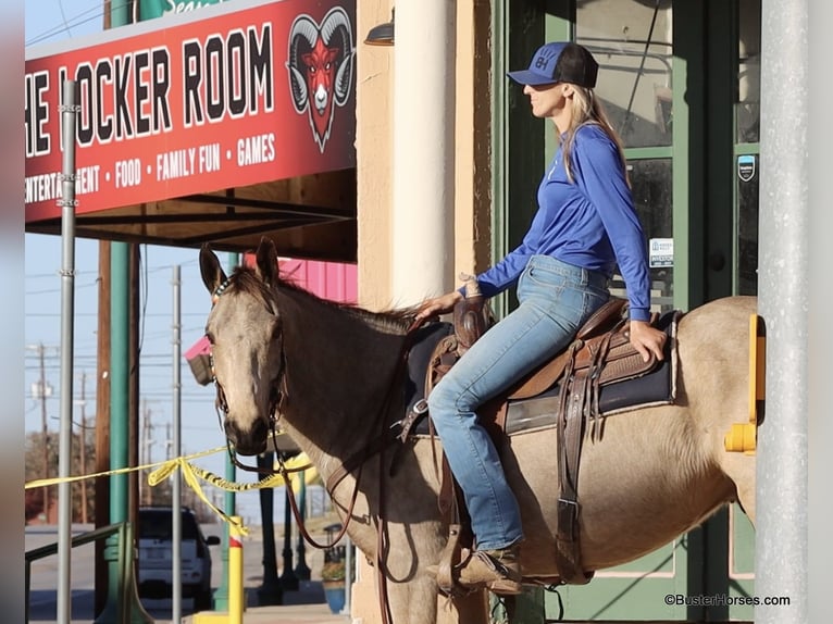 American Quarter Horse Wallach 9 Jahre 152 cm Buckskin in Weatherford TX