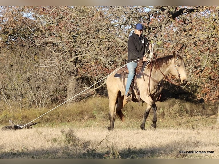 American Quarter Horse Wallach 9 Jahre 152 cm Buckskin in Weatherford TX