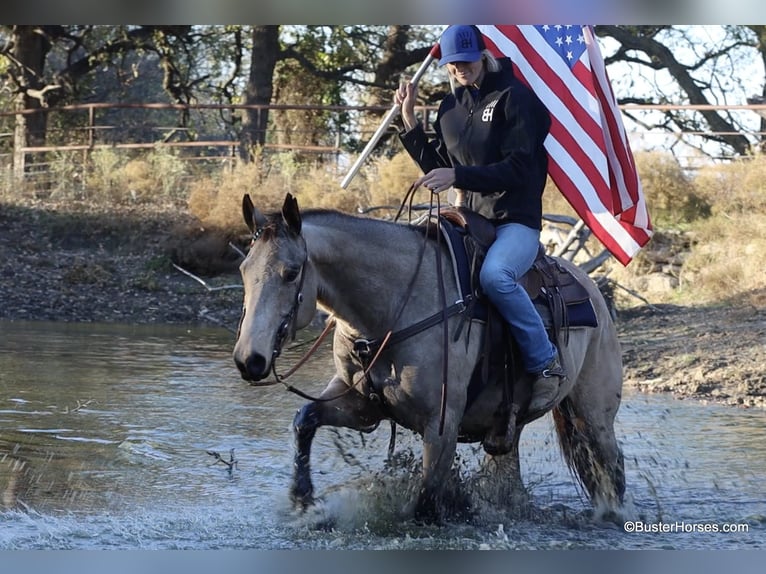 American Quarter Horse Wallach 9 Jahre 152 cm Buckskin in Weatherford TX