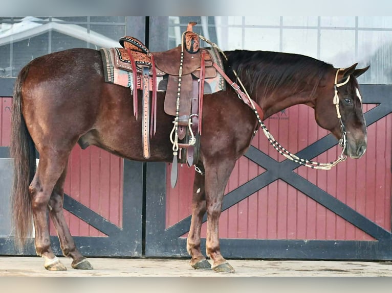American Quarter Horse Wallach 9 Jahre 152 cm Dunkelfuchs in Rebersburg