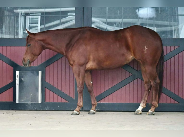 American Quarter Horse Wallach 9 Jahre 152 cm Dunkelfuchs in Rebersburg